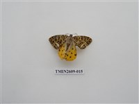 藏品(尺蛾124)的圖片